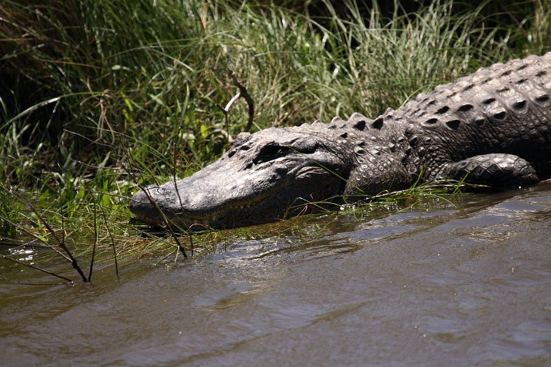 Alligator High Island_2010_04_24_3888.JPG